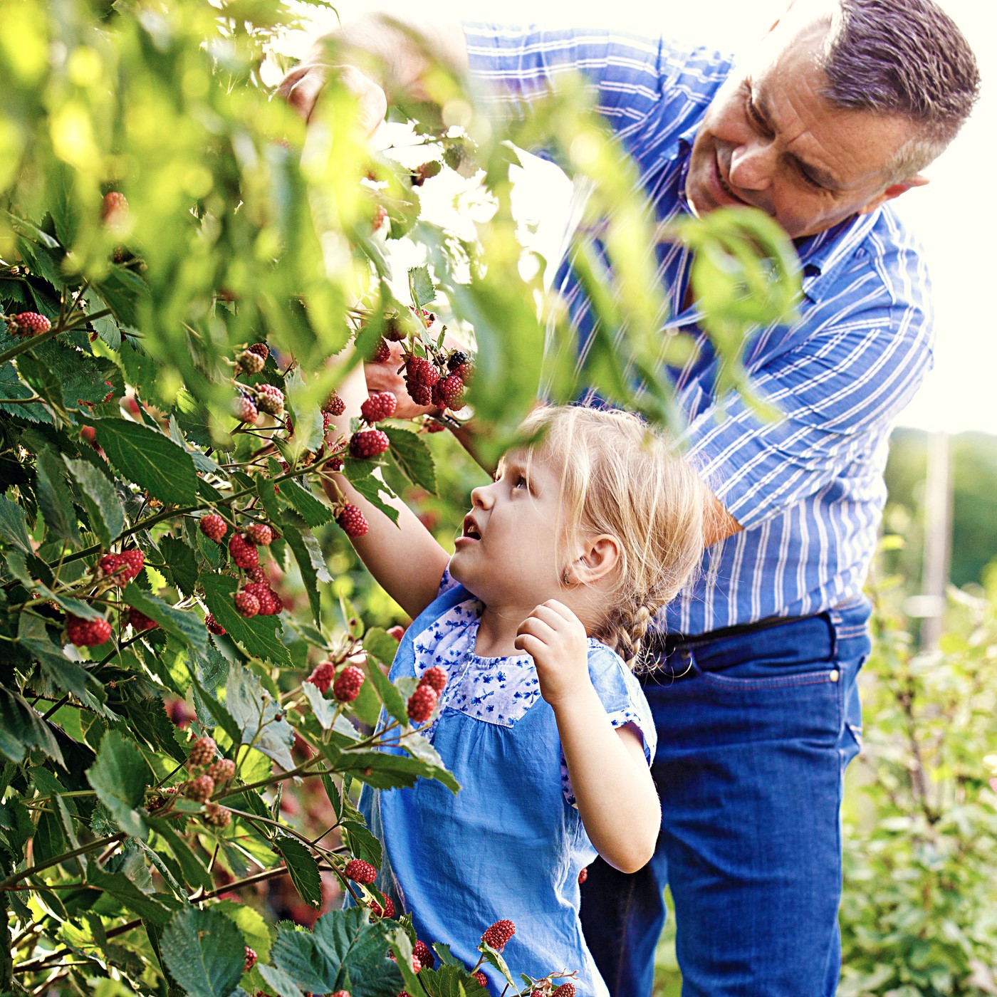 my-fruit-grows-on-your-tree-missions-door